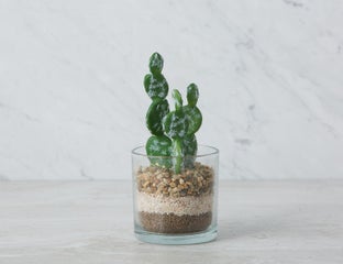 SENECIO - plante artificielle en pot 19 cm - Vert
