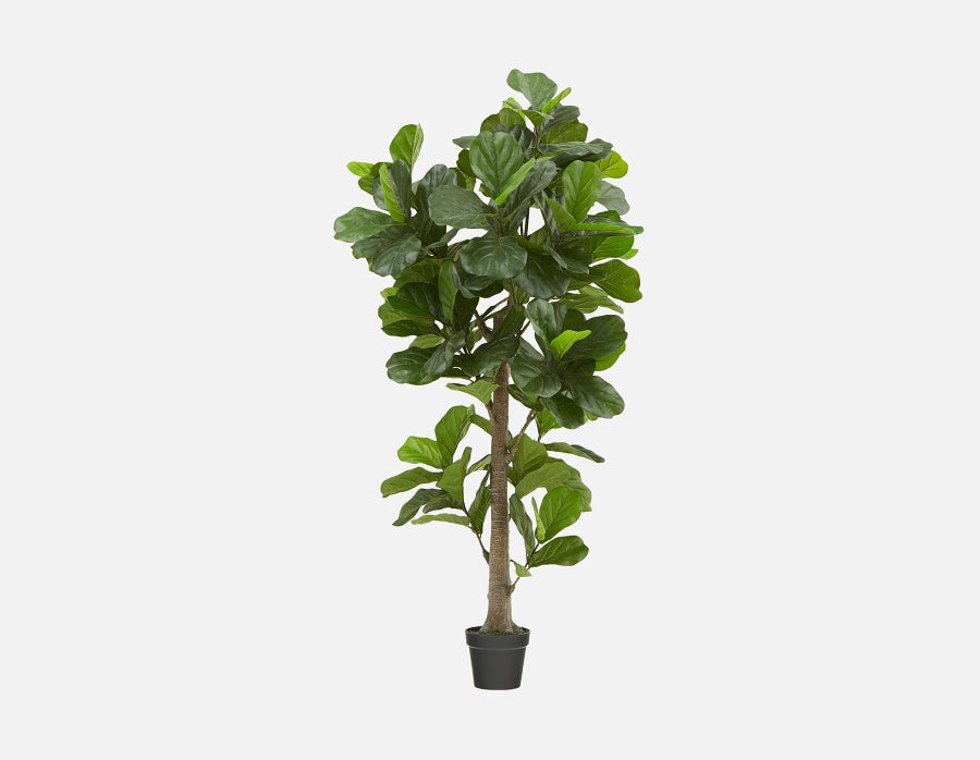 FIDDLE TREE plante artificielle en pot 190 cm undefined