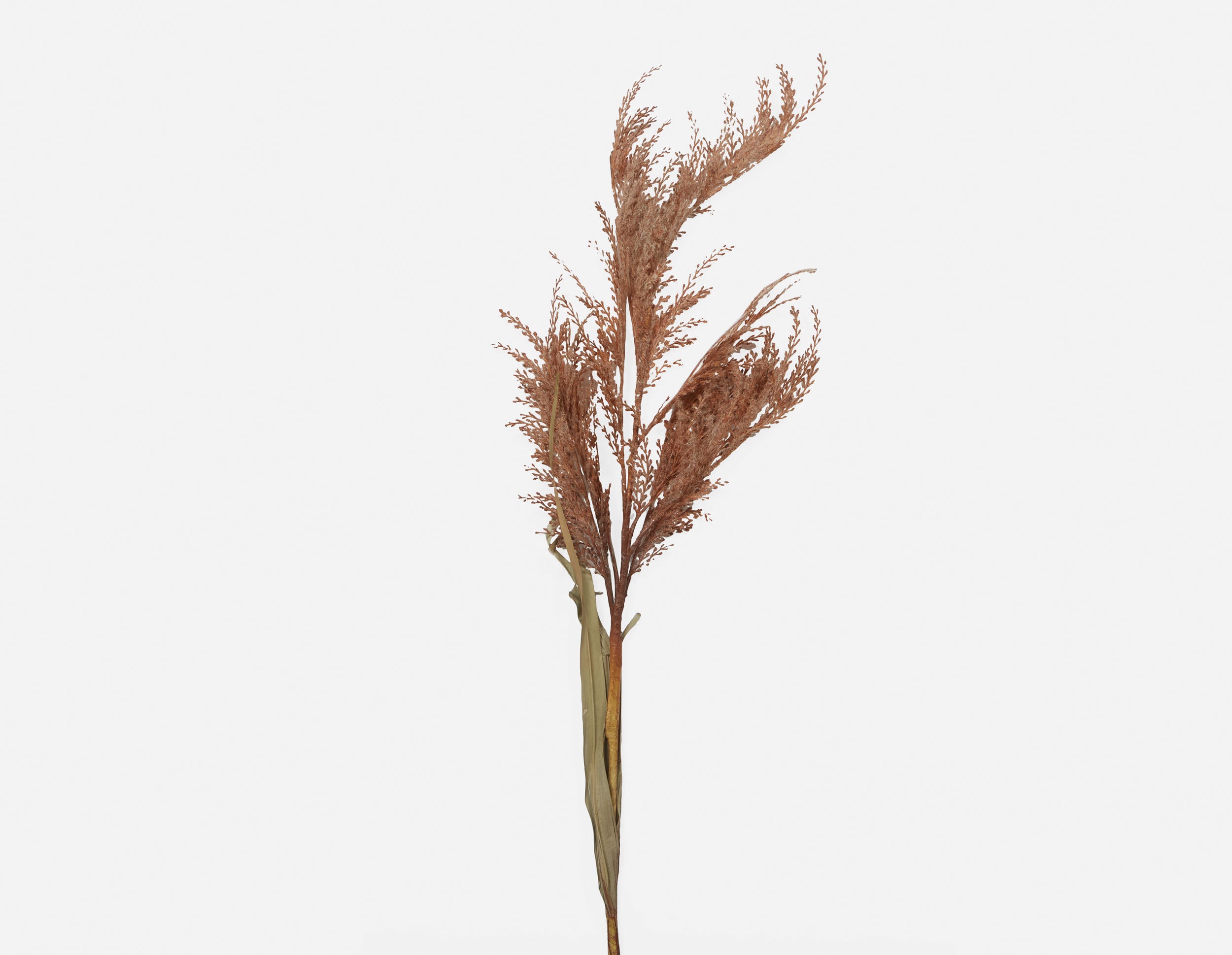 PAMPAS II plante artificielle 107 cm undefined