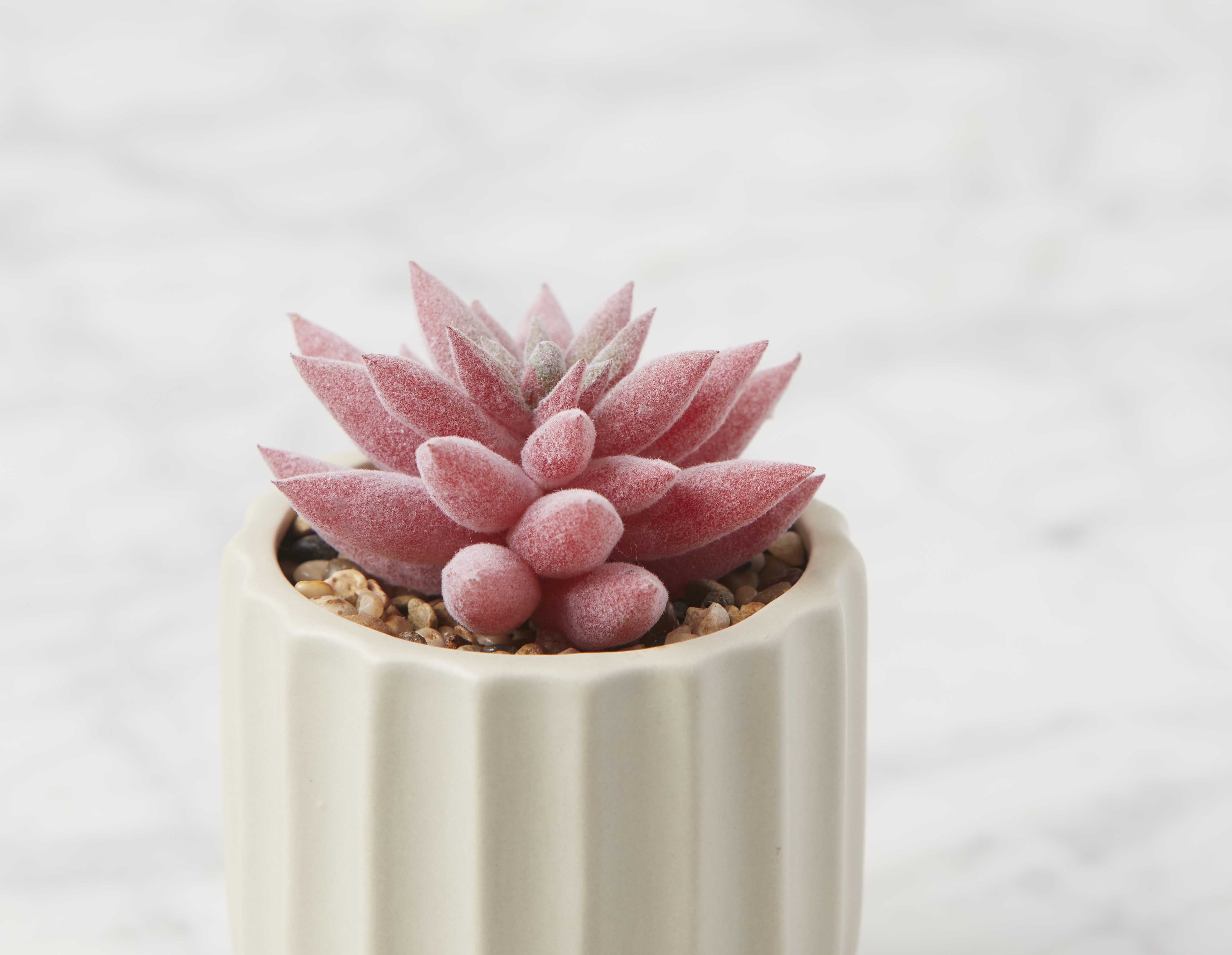 GALE plante artificielle en pot 12 cm undefined