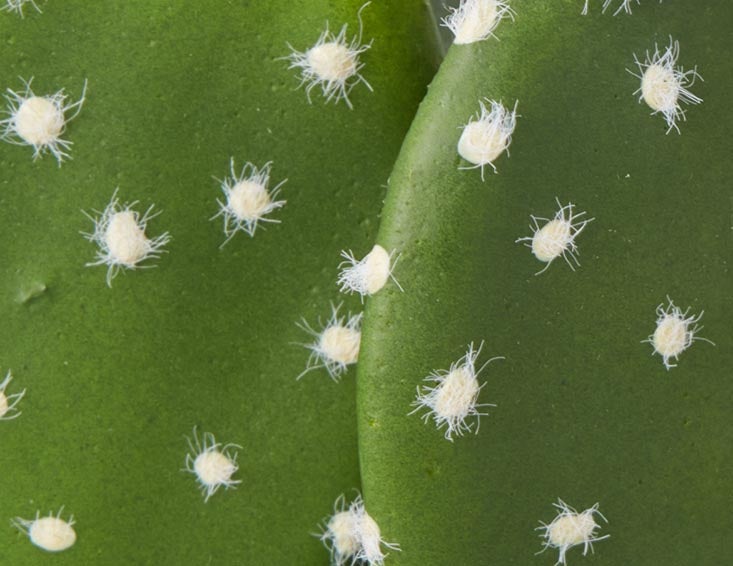 OPUNTIA cactus artificiel en pot 41 cm undefined